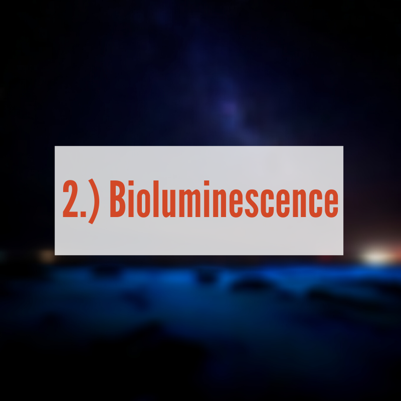 Bioluminescence at night in river |Bioluminescence