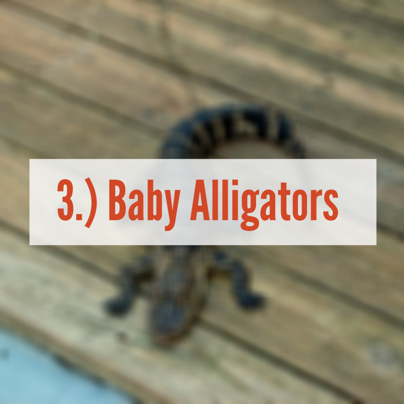 baby alligator on wood plank | Baby Alligator