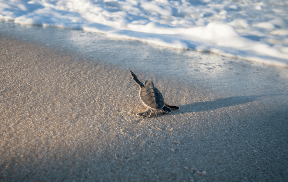sea turtle hatchling