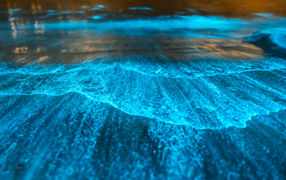 bioluminescence