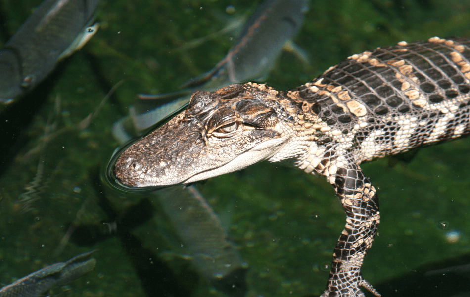 baby alligator