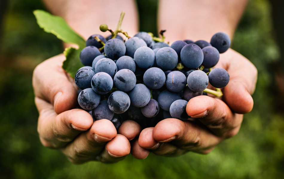 holding grapes