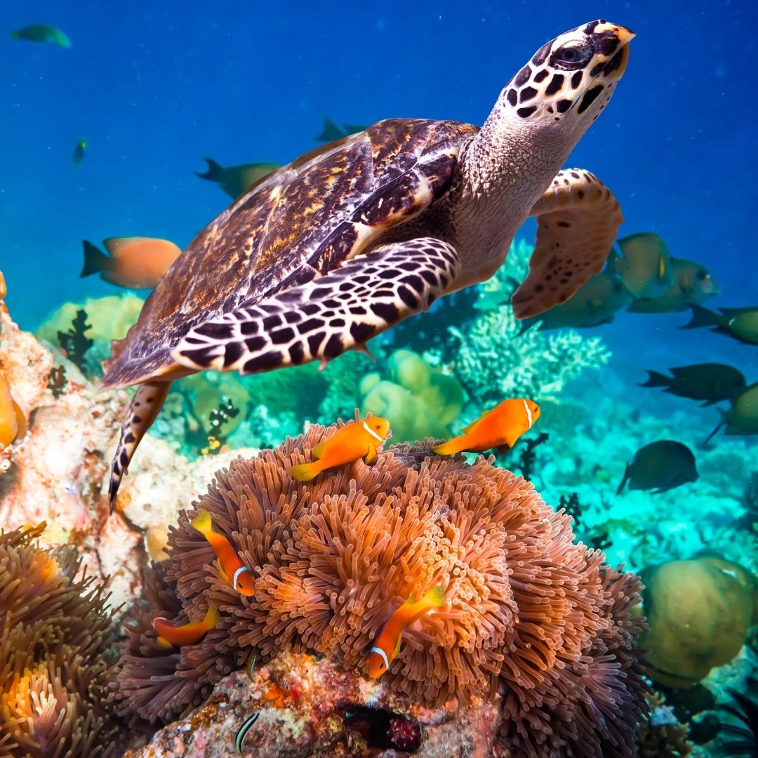 Sea Turtle underwater